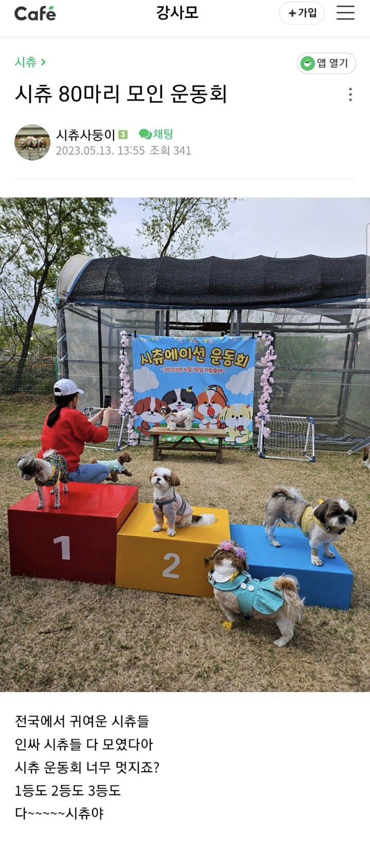 시츄 80마리가 모인 운동회 | 인스티즈