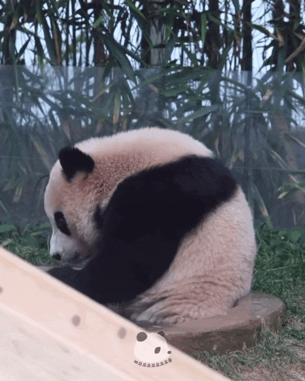 태어나서 첫 물놀이 체험중인 후이바오 루이바오 | 인스티즈