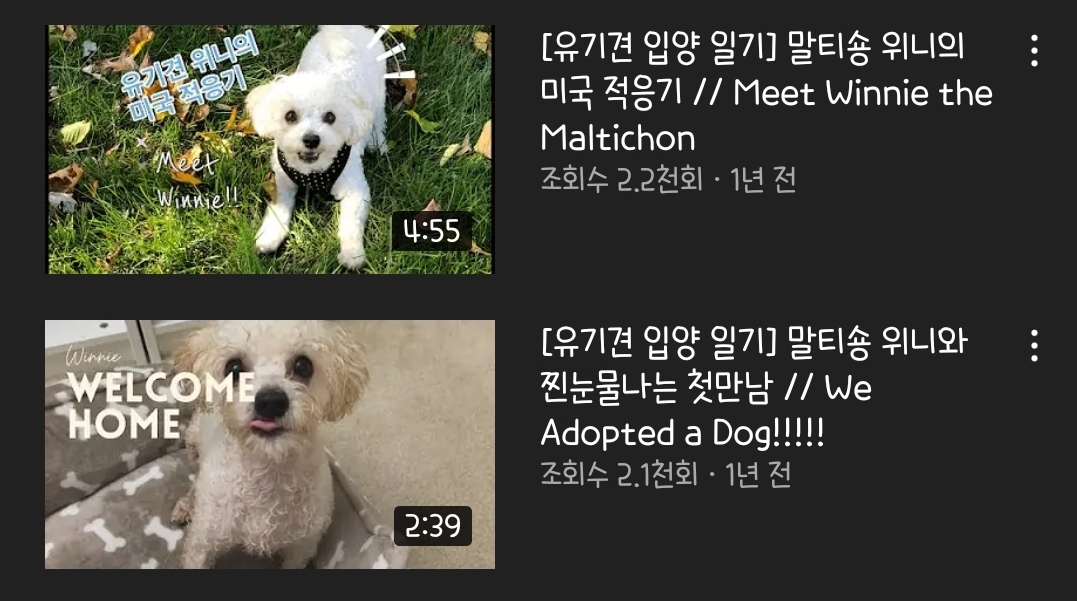 강아지인척하고 오빠 방문을 긁어보았다 | 인스티즈