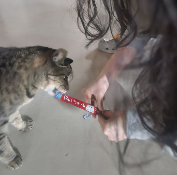 주차장에 버려진 고양이 | 인스티즈