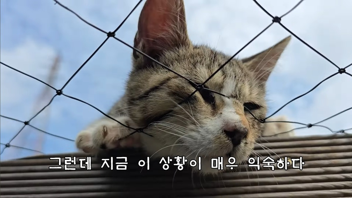 [hahaha] 최근 유튜버 근처 알짱거리는 캣초딩 | 인스티즈
