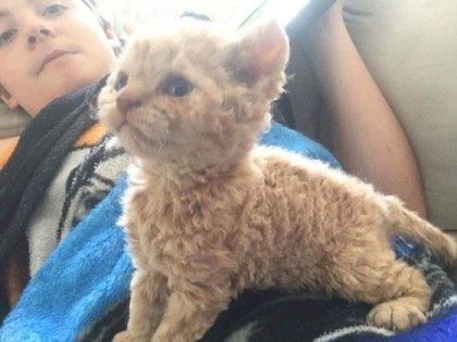 곱슬 고양이 | 인스티즈