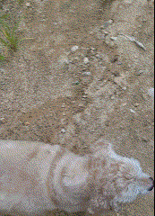 우리개 본가에 일주일정도 보내놨는데 | 인스티즈