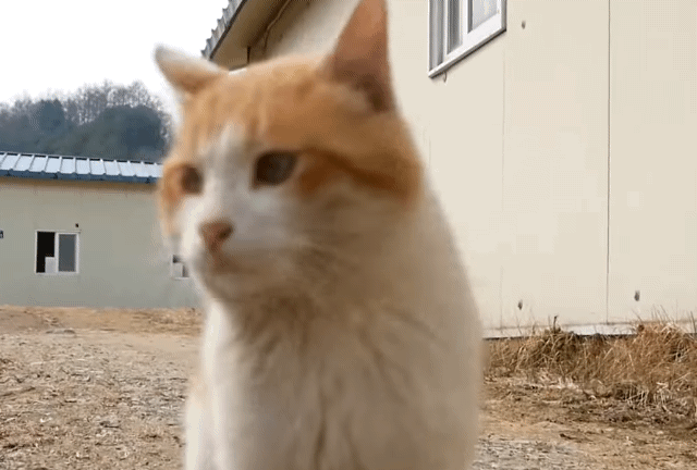 [hahaha] 뚱땅이 걸음걸이가 정말 특이하다는걸 한눈에 알아볼수있는 짤🐾 | 인스티즈