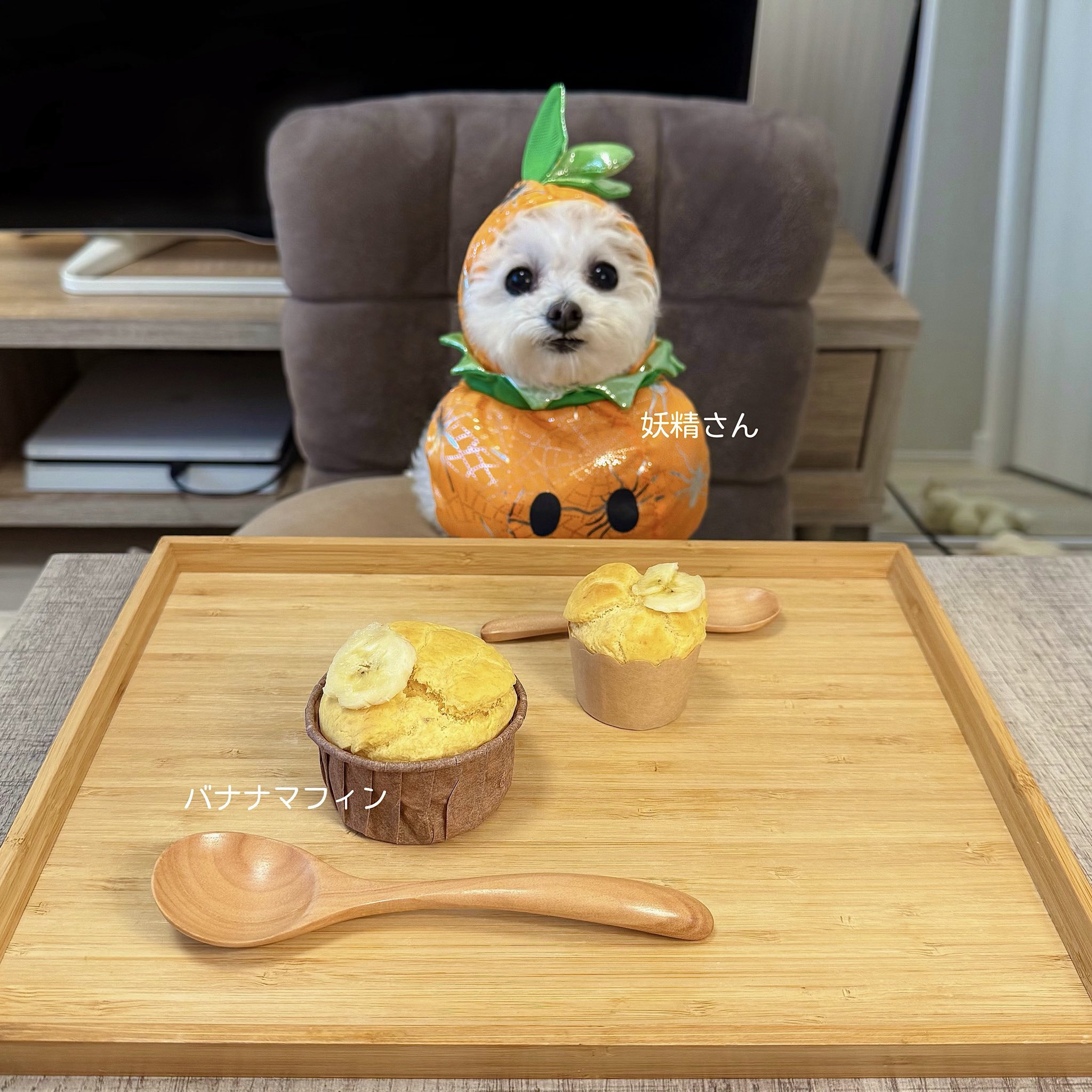 반려견과 함께 밥먹는 사진으로 화제된 트위터 계정.jpg | 인스티즈