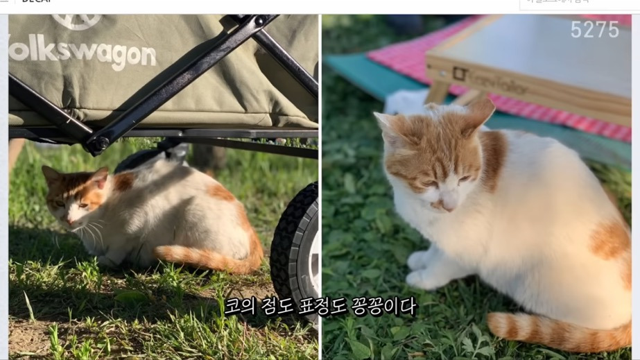 꽁꽁얼어붙은 한강위를 걷는 고양이는 몇살일까? | 인스티즈
