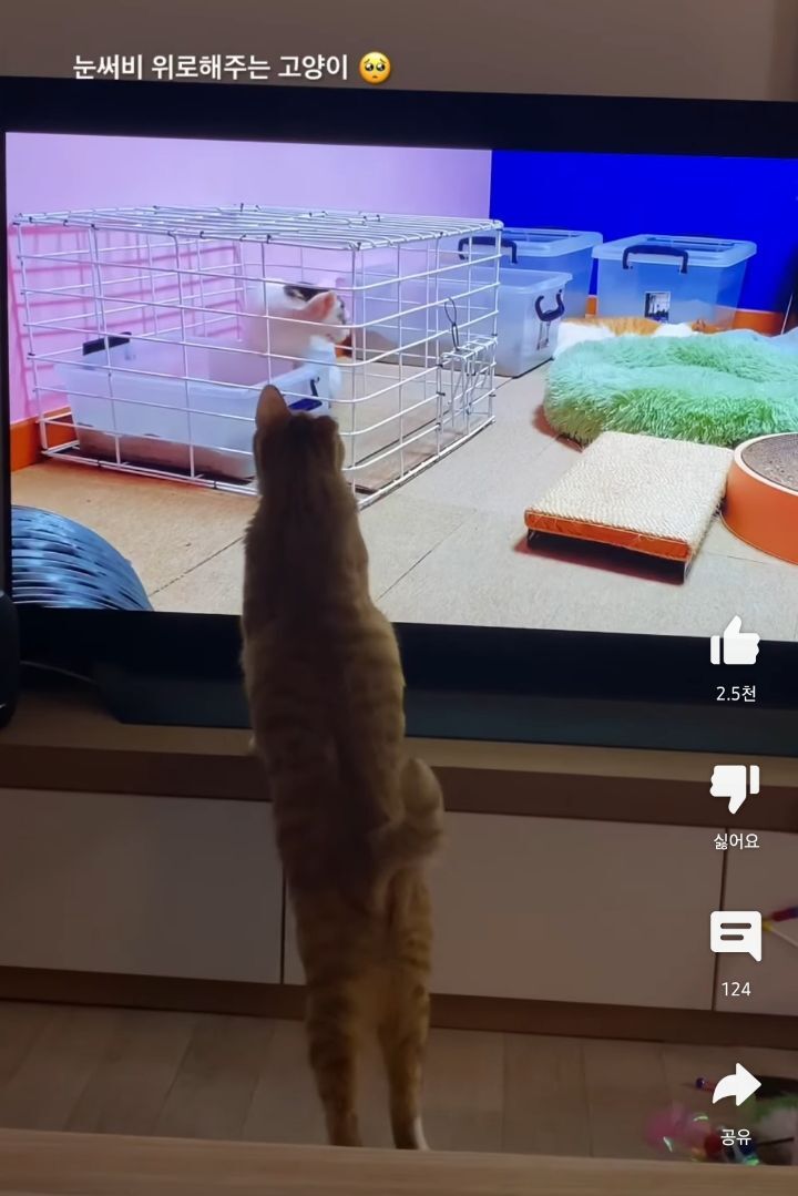 고양이들이 매탈남 유튜브 집중해서 본다는게 신기한 달글ㅋㅋ | 인스티즈