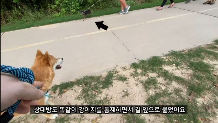 미국에서 강아지 산책 시키다 어느 한국인이 욕 먹은 이유 | 인스티즈