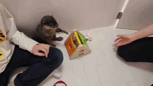 지옥이 다름없는 충격적인 일본 수달 카페.. | 인스티즈