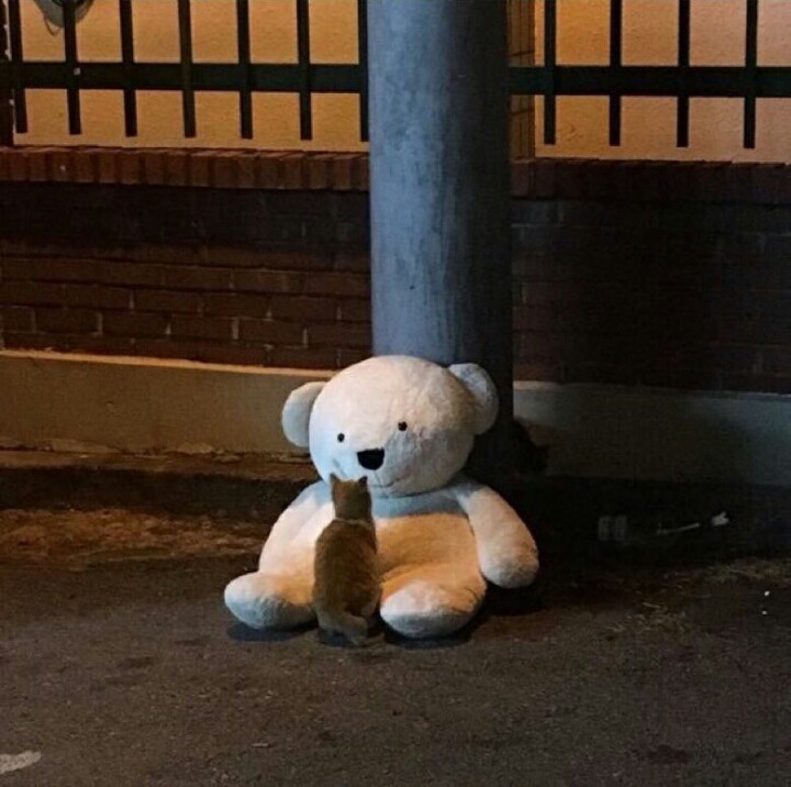 길냥이의 친구가 되어준 곰돌이.jpg | 인스티즈