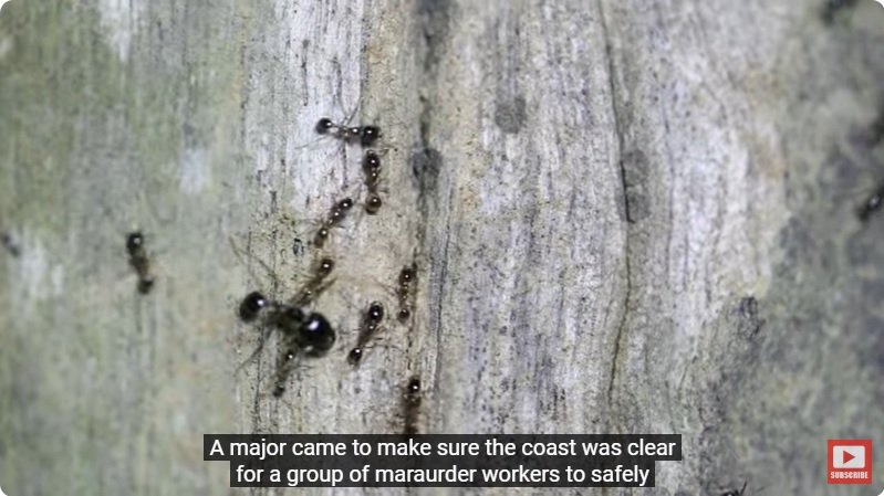 거대한 수조에 열대우림 환경을 조성해놓으면 생기는 일 - 4 | 인스티즈