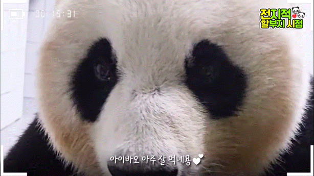 공동육아의 개념을 아는듯한 이뻐이뻐 아이바오🐼 | 인스티즈