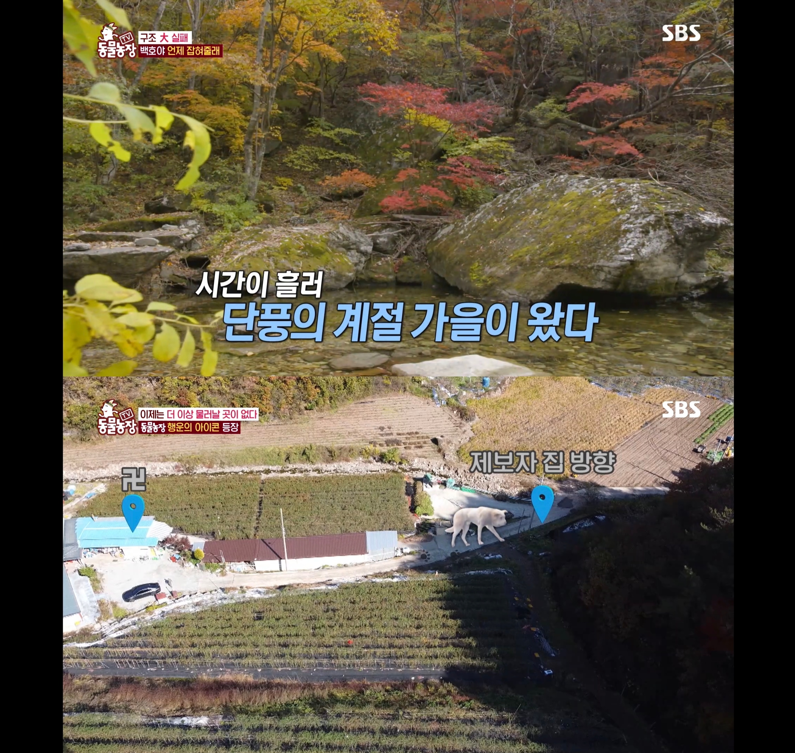 개가 너무 똑똑해서 역대급으로 구조 힘들었던 이번주 동물농장 방송.jpg | 인스티즈