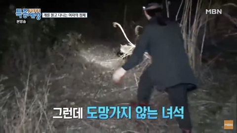 당신이 버린 강아지는 어떻게 되었을까 | 인스티즈