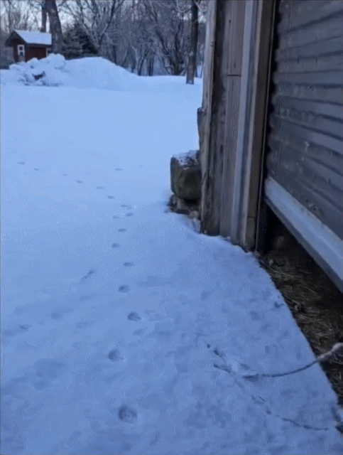 오리들 산책시간이라 문 열어줬는데 ㅋㅋ.gif | 인스티즈