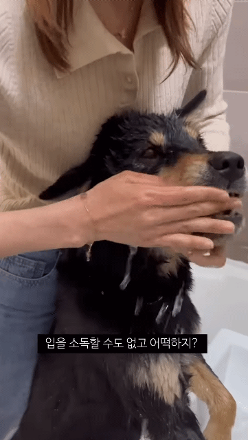 쥐랑 뽀뽀해서 벅벅 씻김 당하던 강아지 이번엔 뱀이랑..ㅋㅋㅋ | 인스티즈