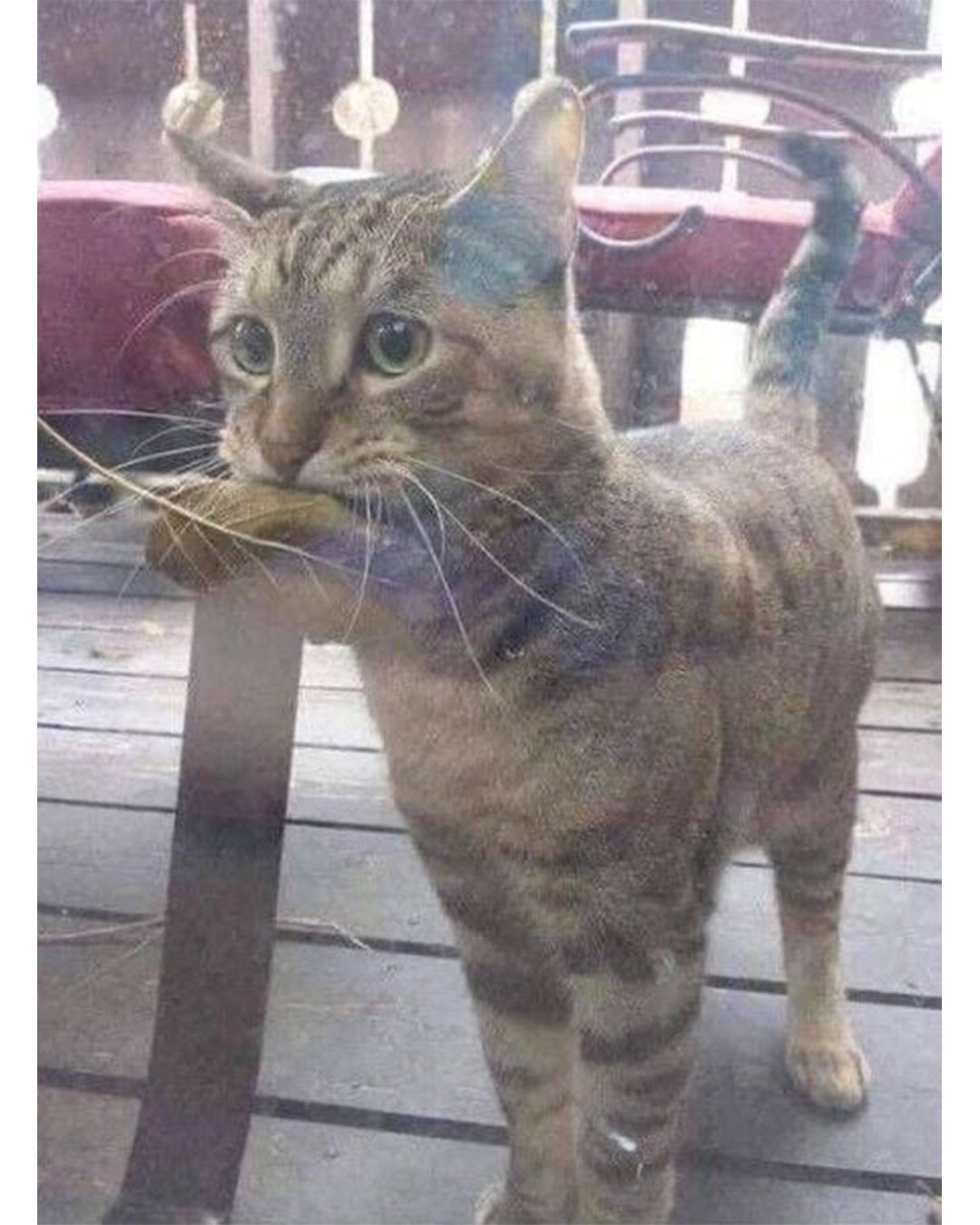 생선가게에 생선 사러 온 고양이 | 인스티즈