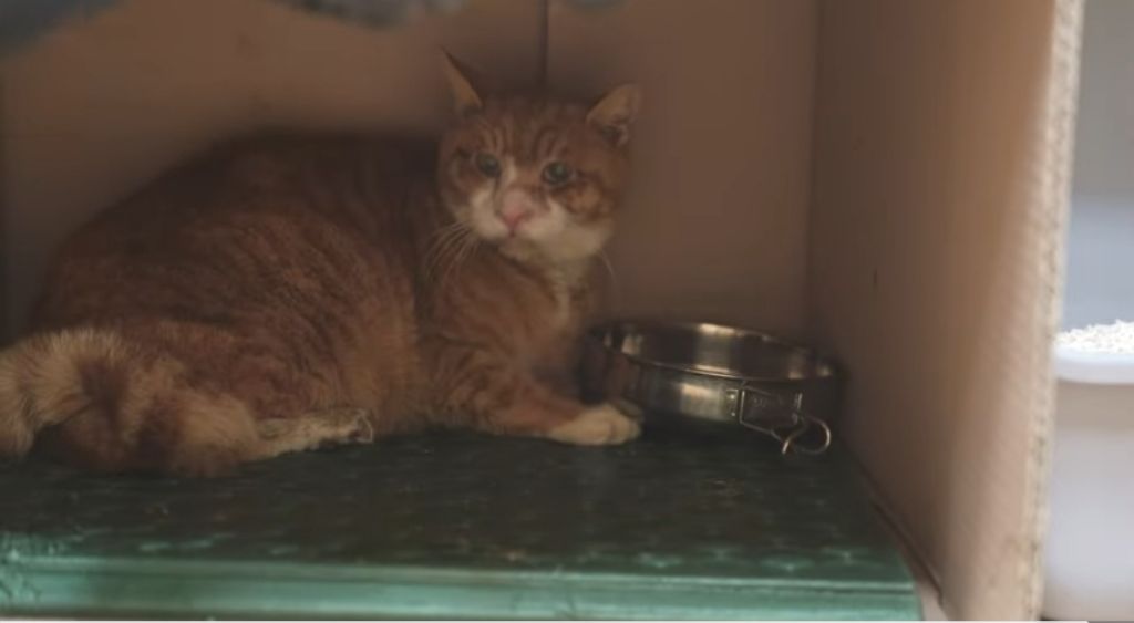 얼어 죽어가는 길냥이 구조한 캠퍼 | 인스티즈