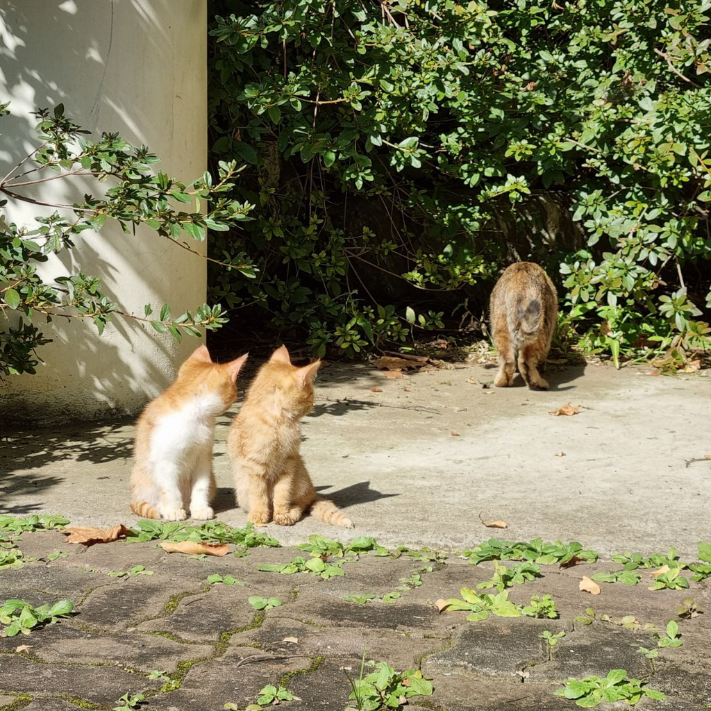 정말 너무 귀여운 캣홀릭대 고양이들 🐈 | 인스티즈
