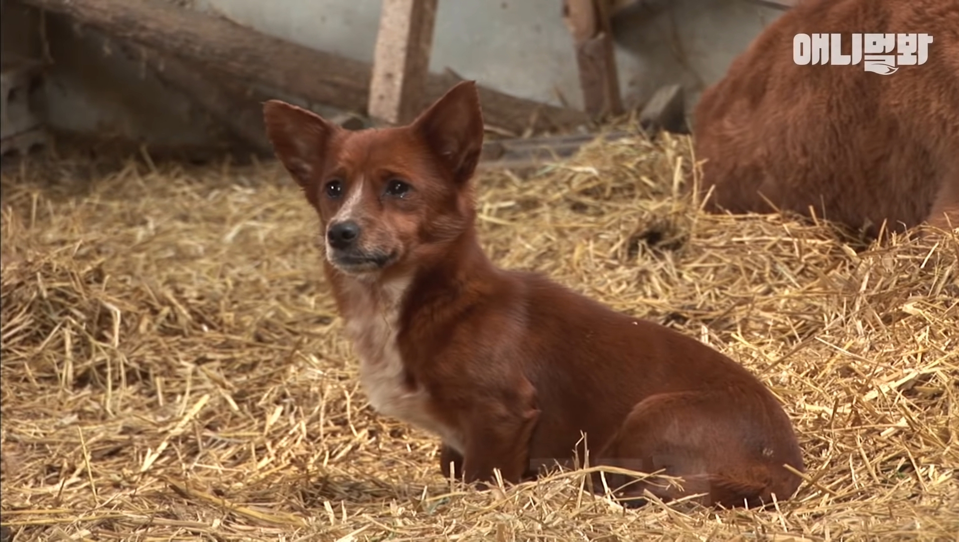 소가 너무 좋아서 눈물흘리는 강아지 | 인스티즈