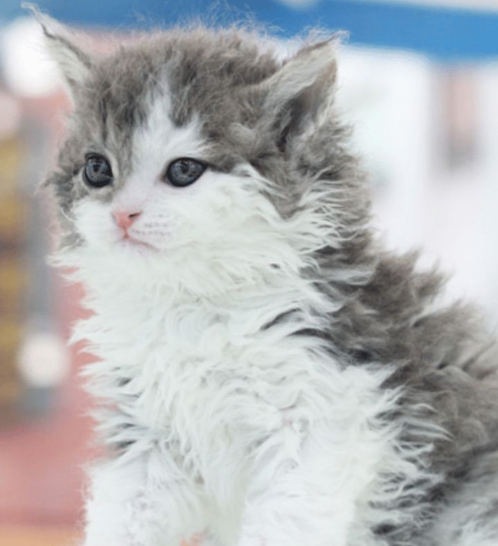 곱슬 고양이 | 인스티즈