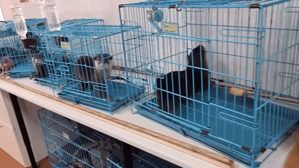 지옥이 다름없는 충격적인 일본 수달 카페.. | 인스티즈