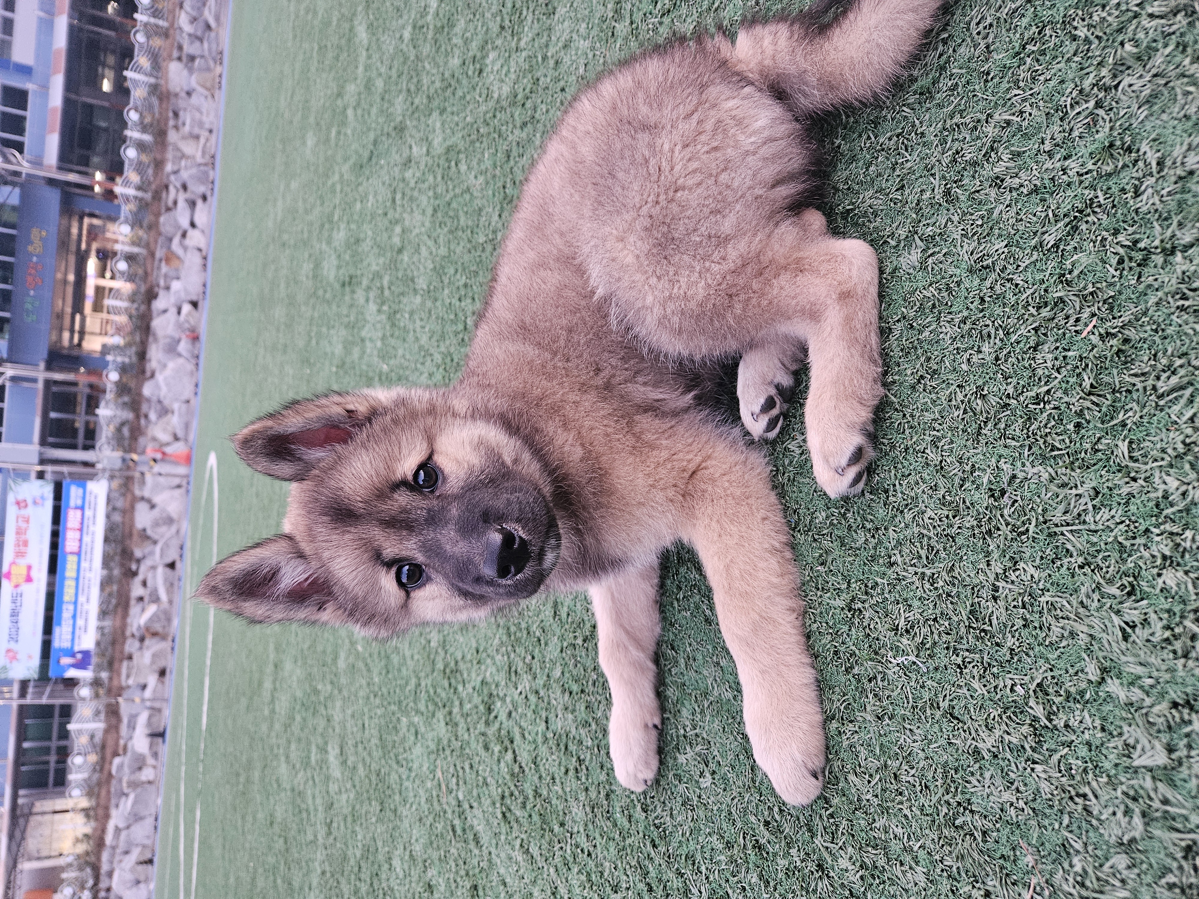 우리집 댕댕이 자랑 한번 해도 될까용? | 인스티즈