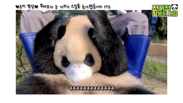 푸바오가 눈 가리기 스킬을 추가했습니다(+1)🐼 | 인스티즈