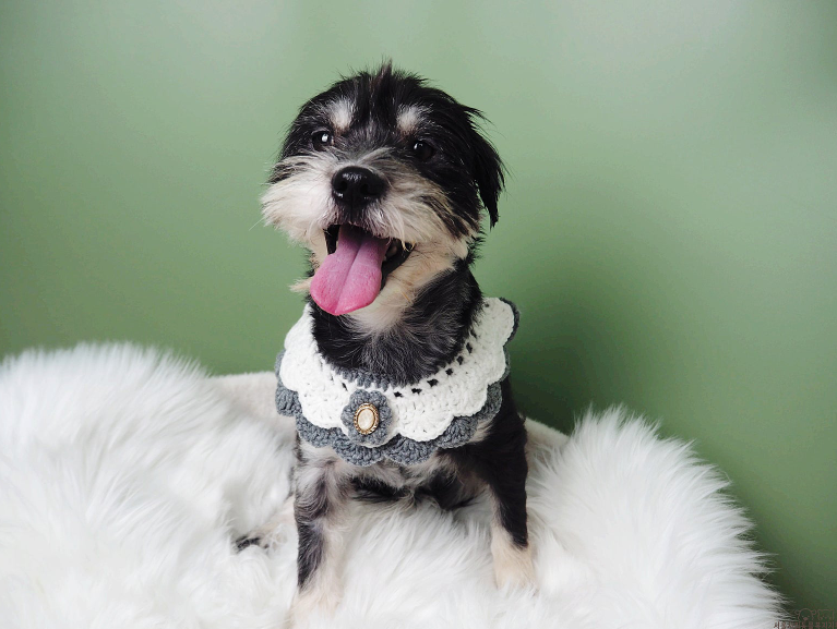 강아지 입양하고 가! 구경도 괜찮아! | 인스티즈