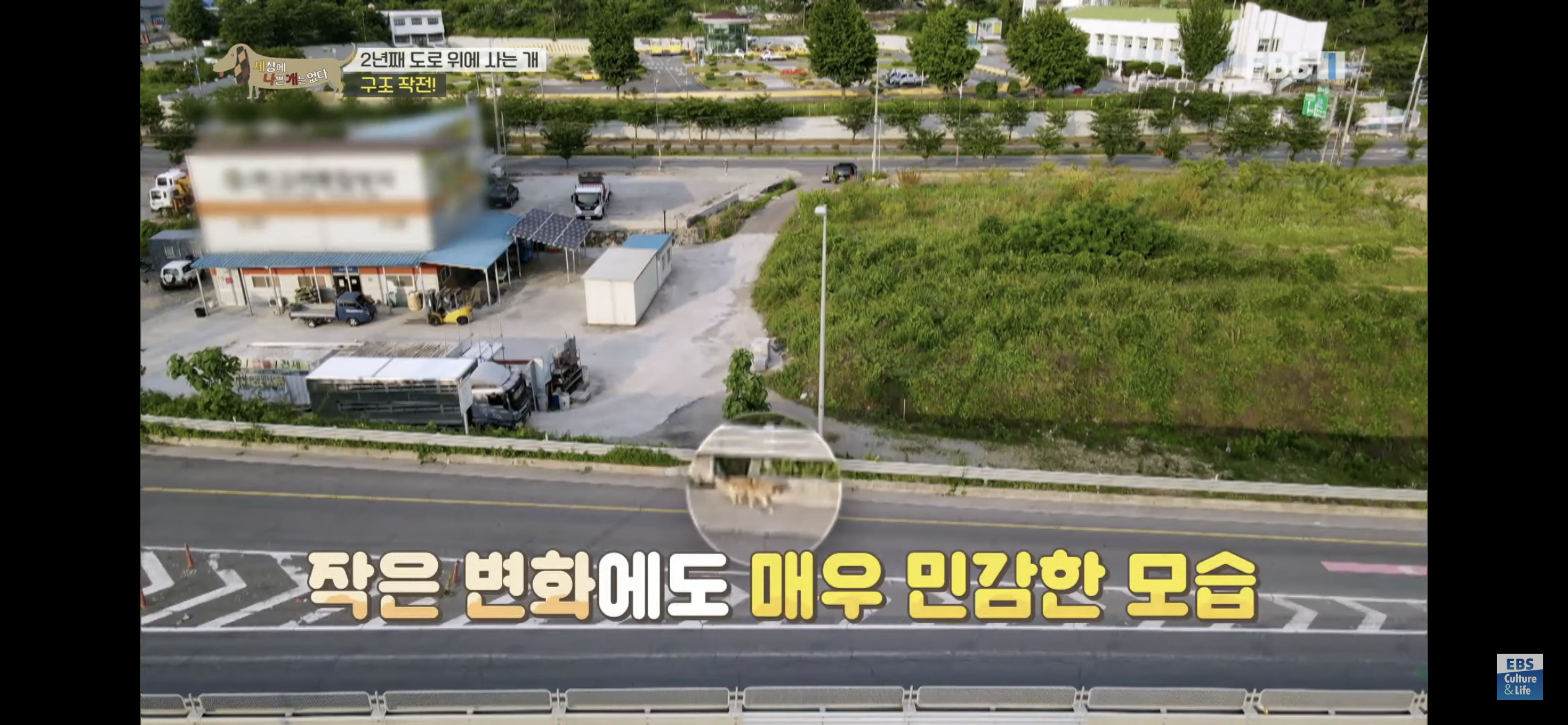 2년동안 도로 위에서 위험하게 생활했던 유기견 마루 | 인스티즈