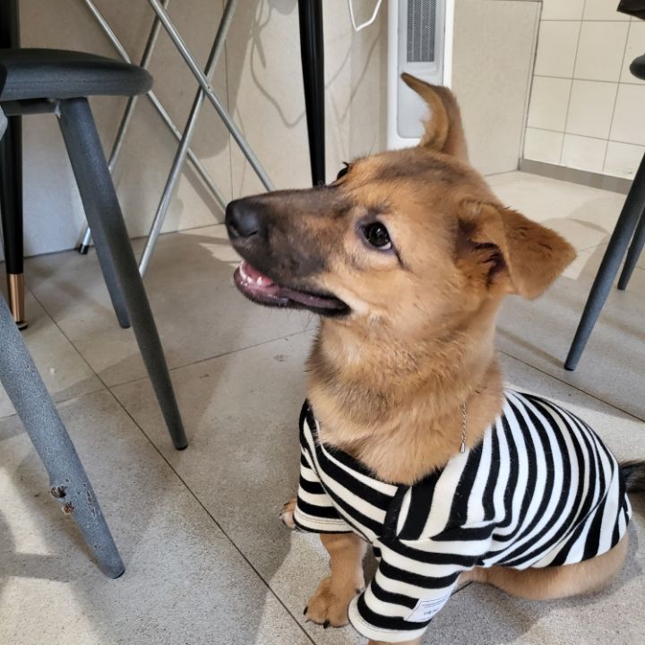 [유기견임보&입양홍보] 주택가 골목에 버려졌던 아기 강아지 콩순이 | 인스티즈