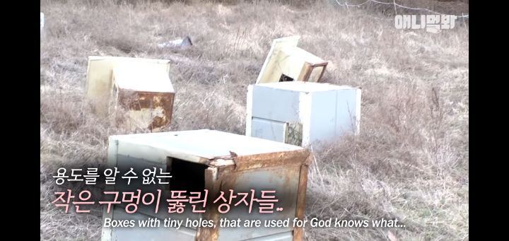 죽을것같은 우울증에 걸린 강아지 | 인스티즈