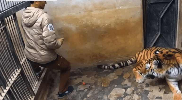 호랑이 내성 발톱 치료를 위해 목숨까지 거는 수의사 | 인스티즈