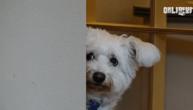 수줍음이 많은 강아지가 사람을 좋아하는 법 | 인스티즈