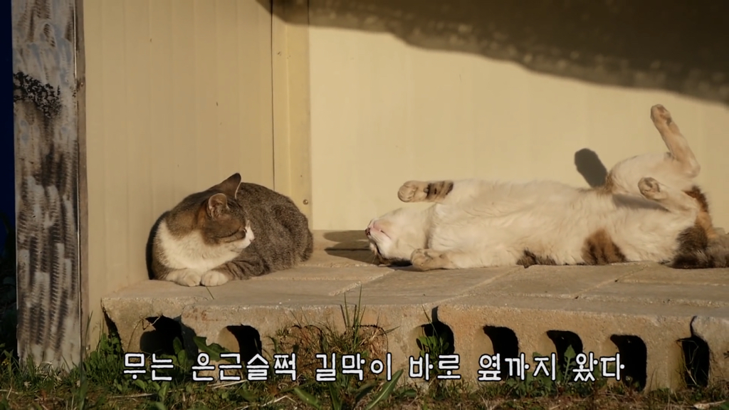 [hahaha] 양어장 냥이들에게는 늘 다정한 무...gif | 인스티즈