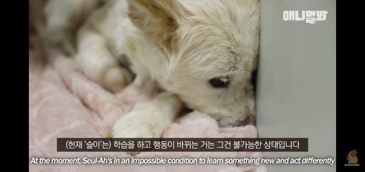 죽을것같은 우울증에 걸린 강아지 | 인스티즈