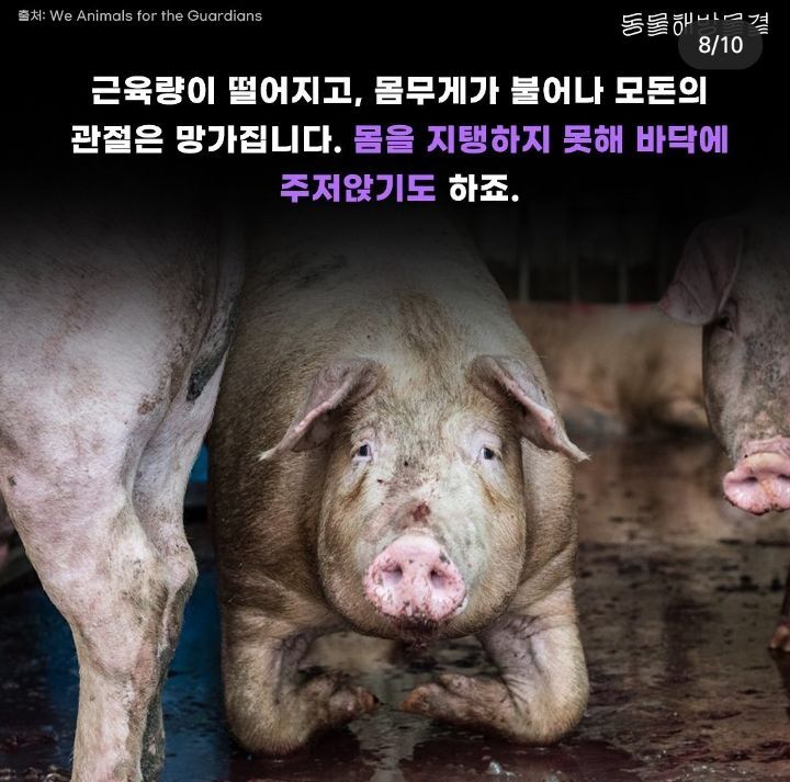 죽을때까지 강제 임신과 출산을 하는 출산기계 | 인스티즈