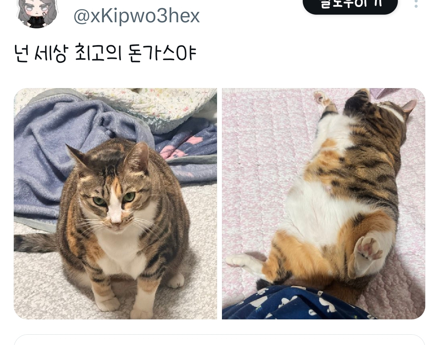 푸돼지 이미지