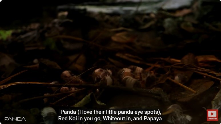 거대한 수조에 열대우림 환경을 조성해놓으면 생기는 일 - 2 | 인스티즈