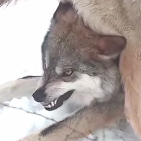 괜히 가만히 있는 동생 괴롭히는 거 늑대도 똑같음 ㅋㅋㅋㅋㅋㅋㅋ | 인스티즈