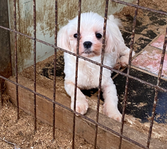 어떤 삶이었을까. 번식장, 미용 실습견, 쓰임을 다해야만 끝나는 삶이라는 건 | 인스티즈