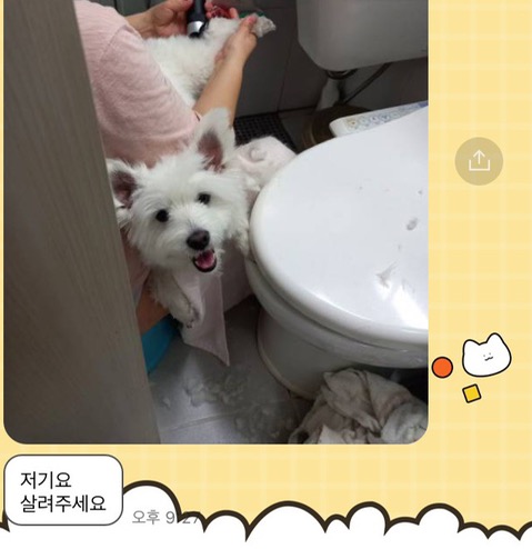 [강아지] 아빠가 보내주는 강아지 사진이 좋은 이유 | 인스티즈