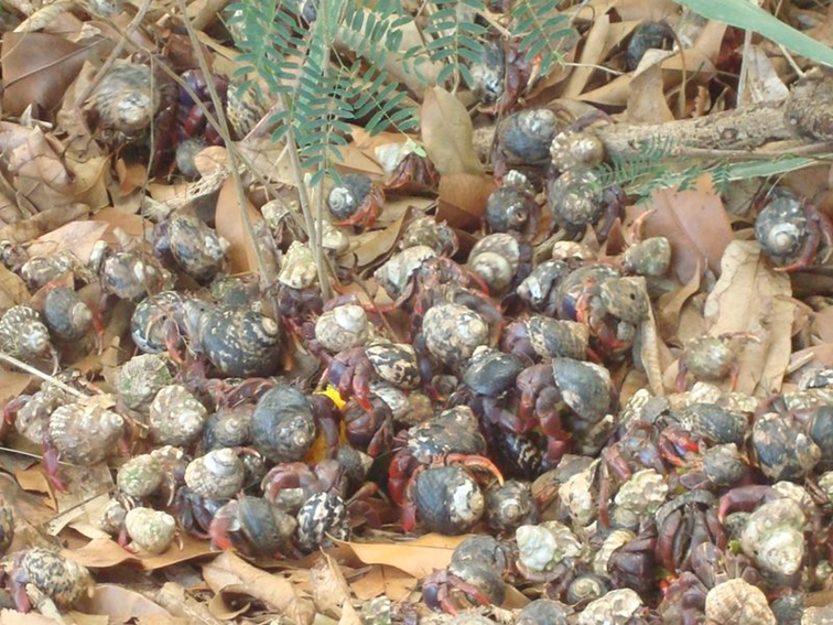 소라게의 새 집 구하기 | 인스티즈