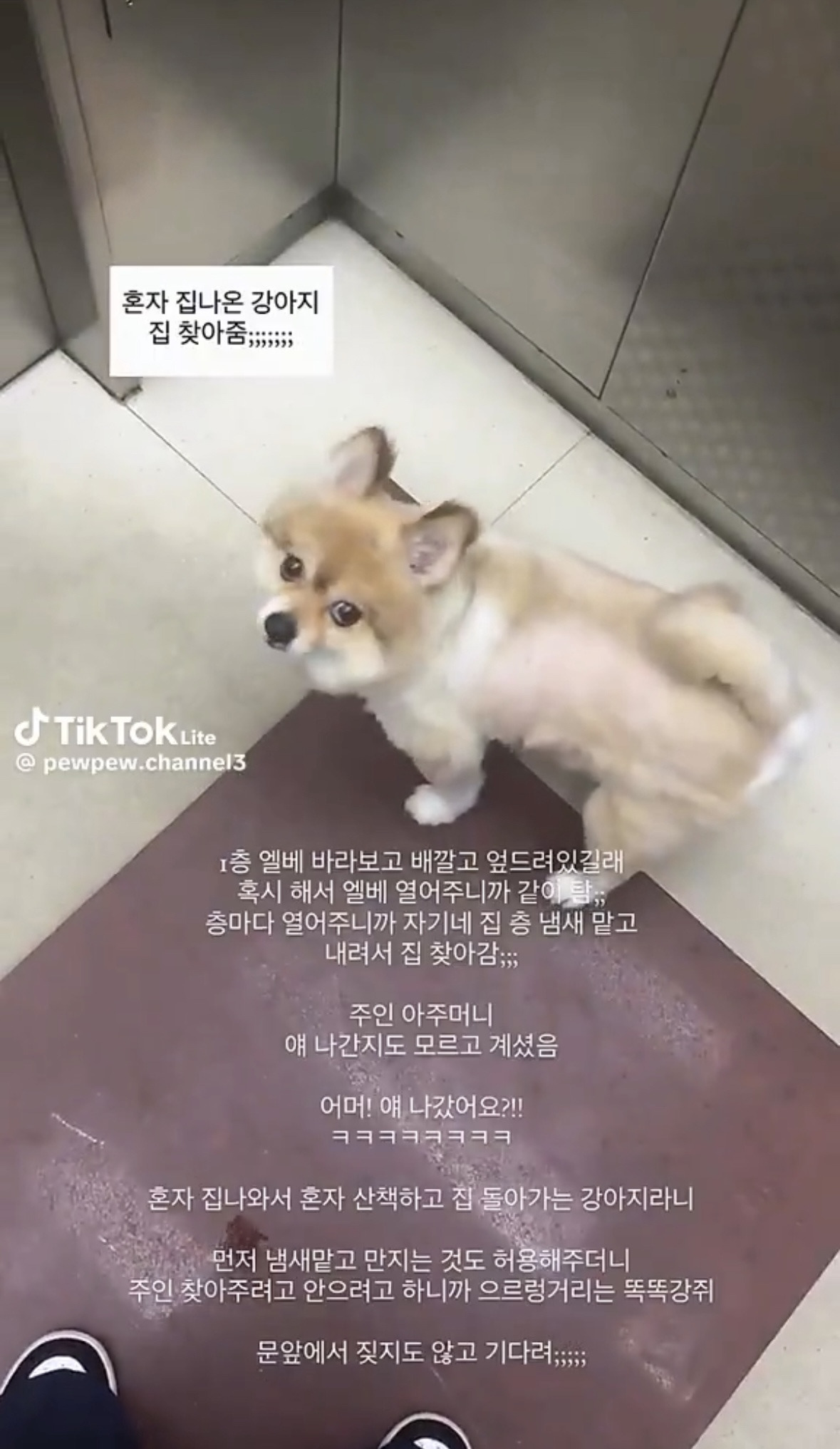 아니 얘둘아 이거봨ㅋ 이런 천재강아지 첨봐.twt | 인스티즈