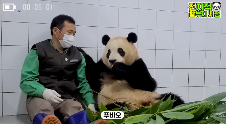 🐼 푸바오 : 대통령이 되겠습니다!! 🐼 | 인스티즈