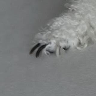 스레드에서 논란이라는 꼬질 강아지 | 인스티즈