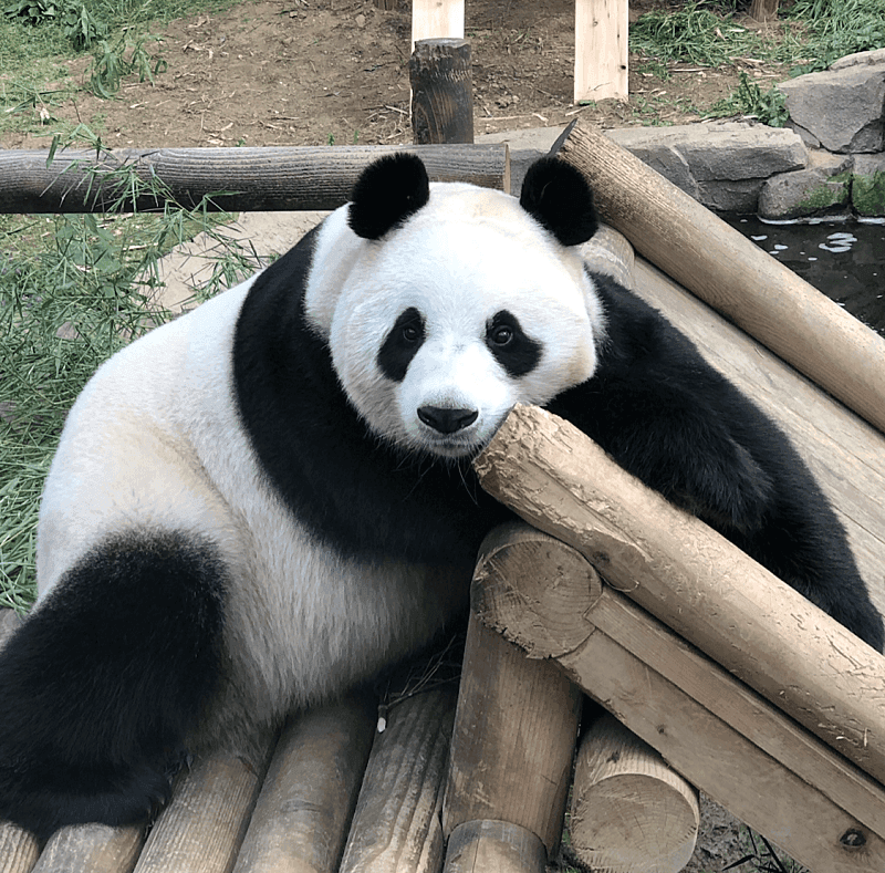 사랑하는 아빠 저 애보예요 (아이바오가 강바오에게 보내는 편지) | 인스티즈