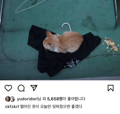 길에서 살아가는 고양이들 모습을 담은 인스타 | 인스티즈