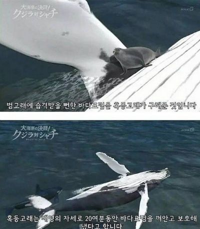 혹등고래가 바다의 천사라 불리는 이유.jpg | 인스티즈