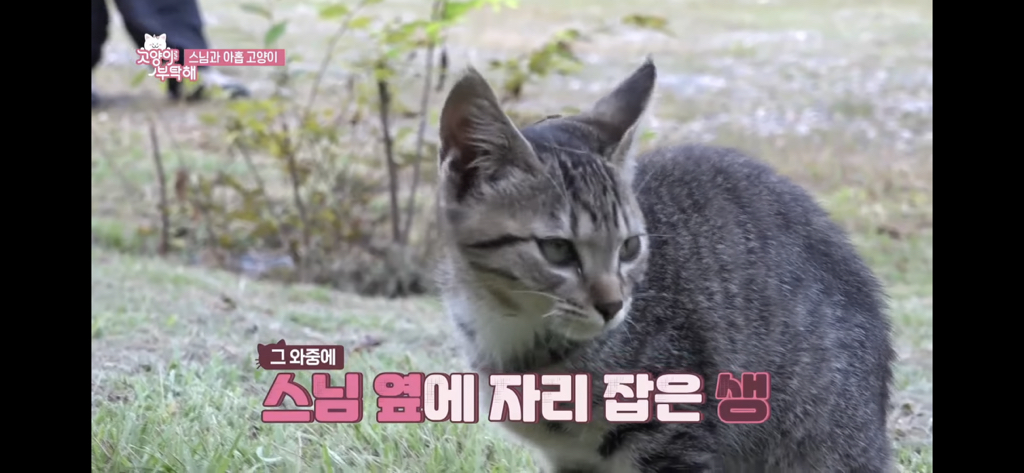 스님과 아홉 고양이 웃긴 장면들 | 인스티즈